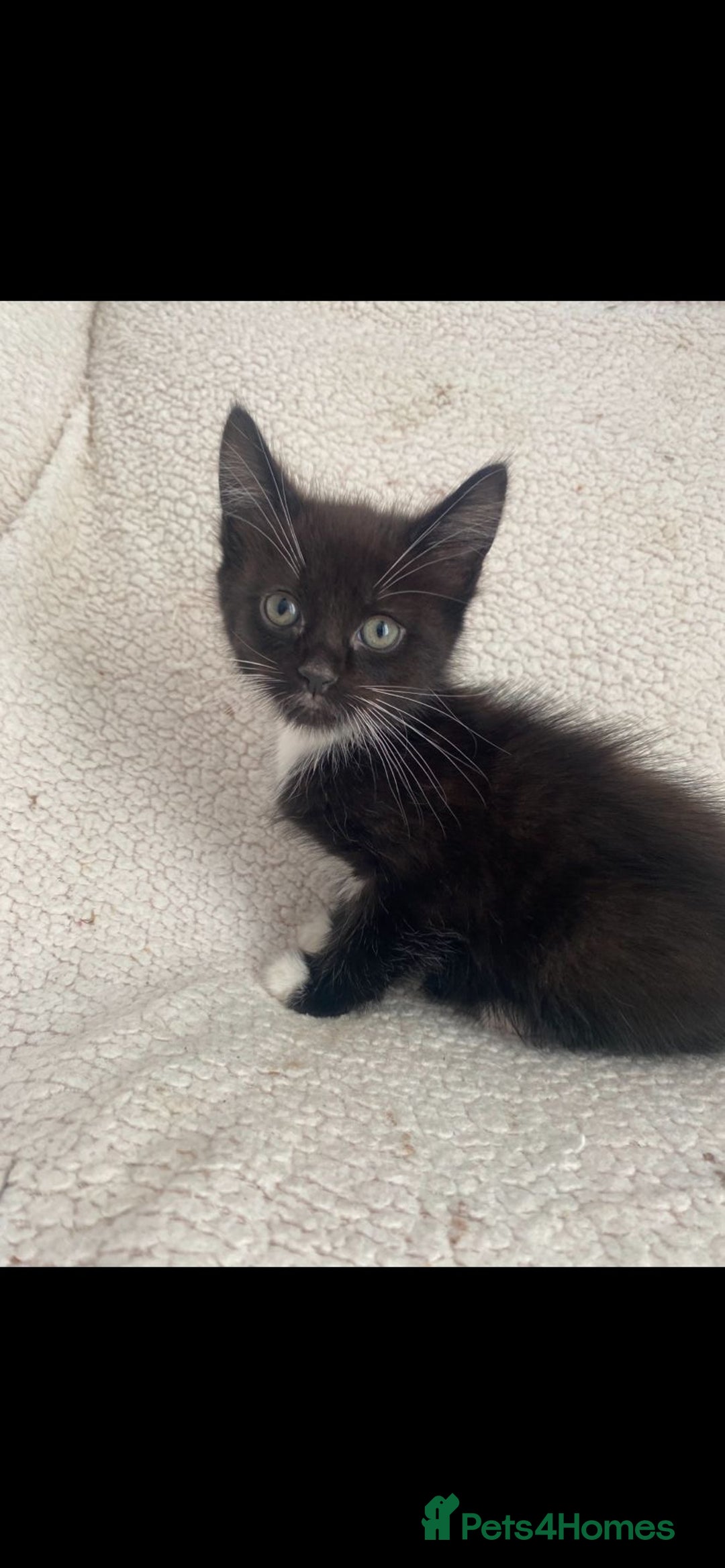 Domestic Shorthair cats for sale: Fluffy Black and White Male Kitten  - Image 15