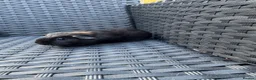 Guinea Pig rodents for sale: Two beautiful sisters  - Advert 4