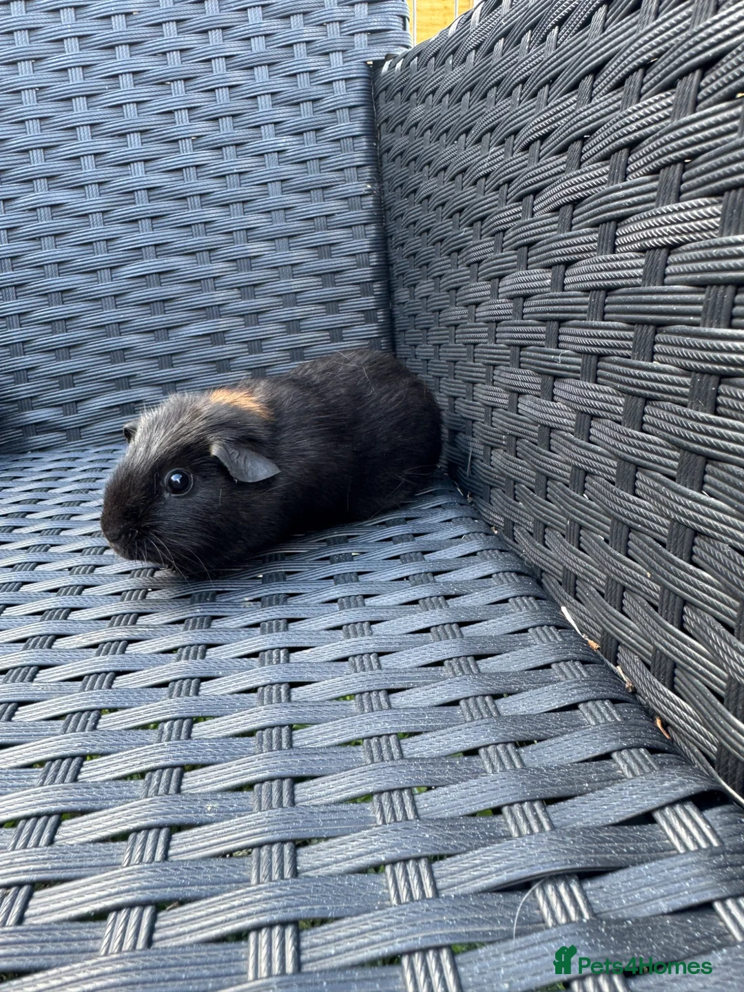 Guinea Pig rodents for sale: Two beautiful sisters  - Advert 4