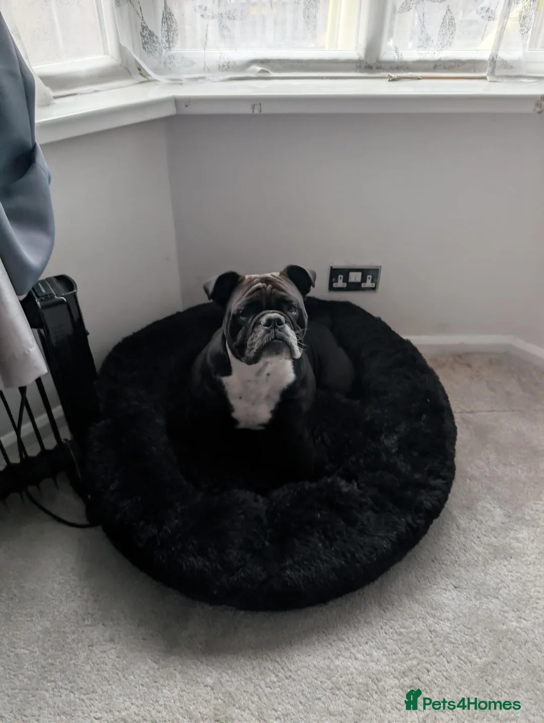 Olde English Bulldogge dogs for sale: Re-home 2 year old female English bulldog  in Hoddesdon - Advert 2