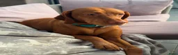 Hungarian Vizsla dogs for sale: Stunning Hungarian Vizsla puppies available  - Advert 3