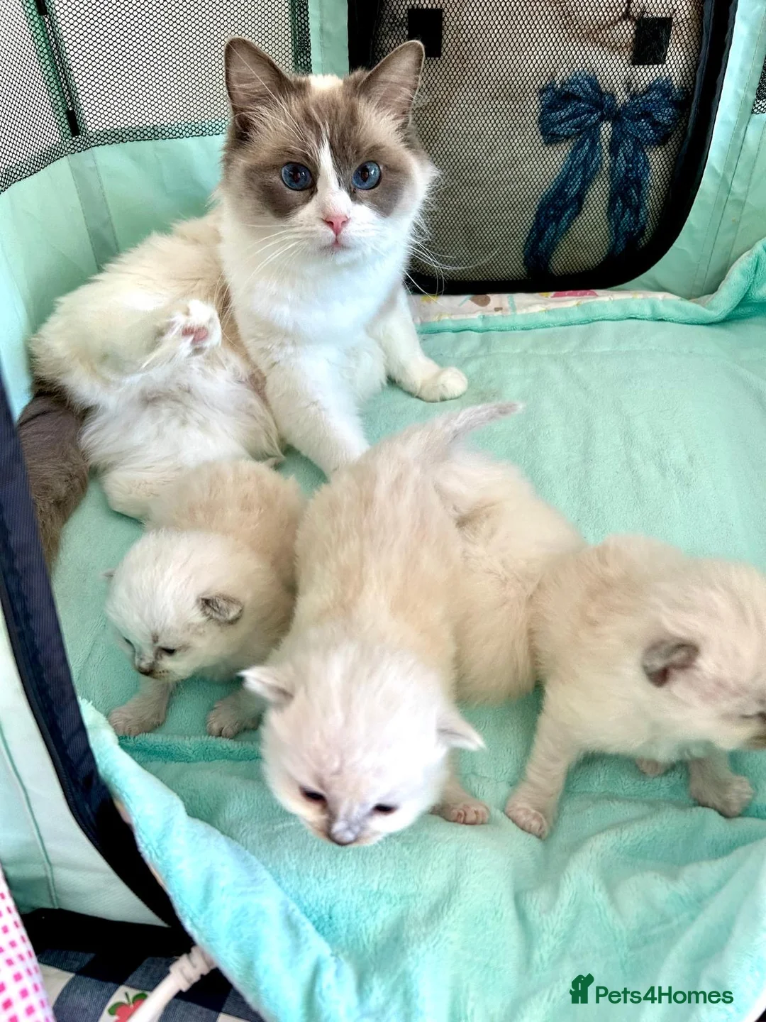 Ragdoll cats for sale: Stunning fluffy blue-point ragdoll female kittens  - Advert 2