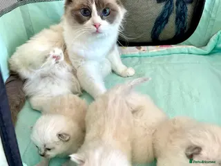 Ragdoll cats Stunning fluffy blue-point ragdoll female kittens - Advert 4