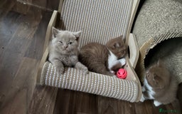 British Shorthair cats for sale:  Tica cinnamons BSH kittens - Image 12