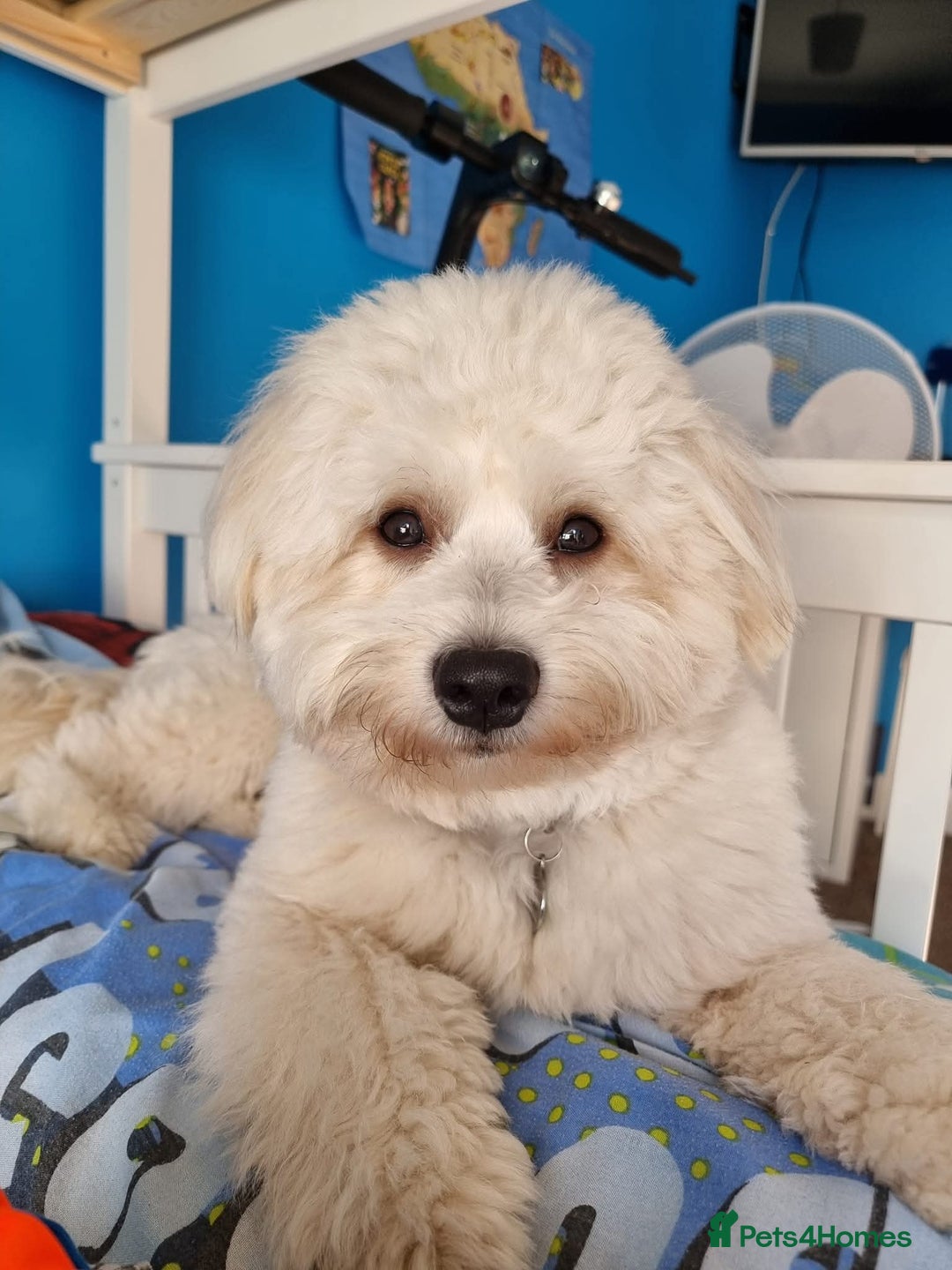 Mixed Breed dogs for stud: Teddy, dog for stud - Image 6