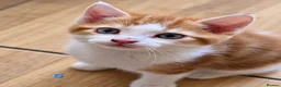 Mixed Breed cats for sale: 🐾 6 Adorable & Playful Kittens - 1 Girl & 5 Boys - Advert 21