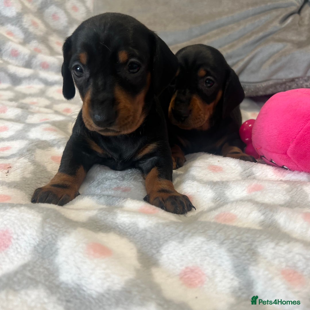Dachshund dogs for sale: Standard smooth dachshunds from champion parents - Image 2