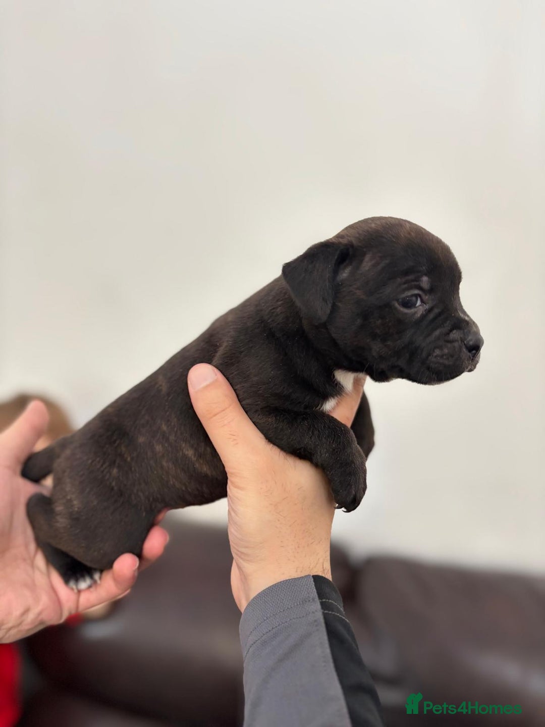 Staffordshire Bull Terrier dogs for sale: Adorable KC champion bred black staffy puppy's  - Advert 35