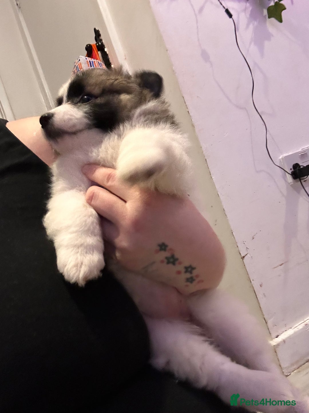 Mixed Breed dogs for sale: German spitz cross - Advert 12