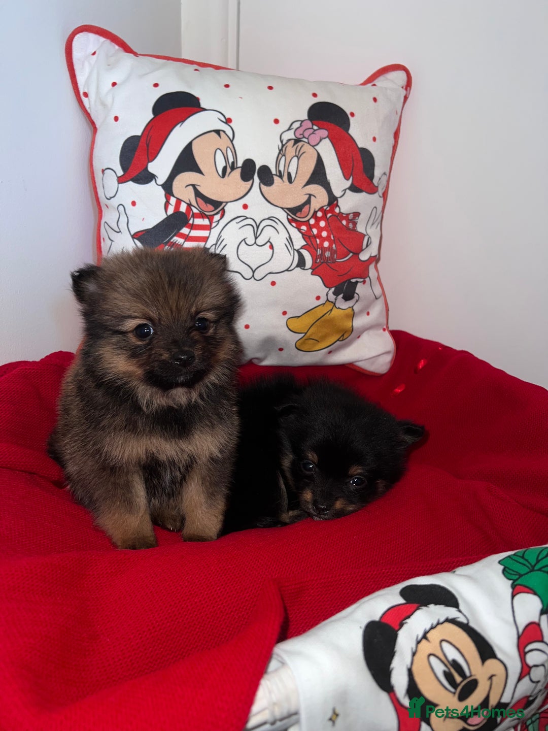 Pomeranian dogs for sale: Beautiful Pomeranian puppy’s  - Image 5