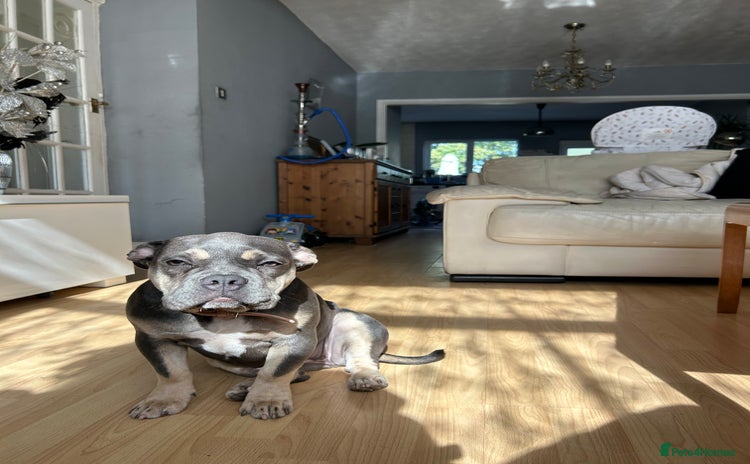 French Bulldog dogs - Advert 9