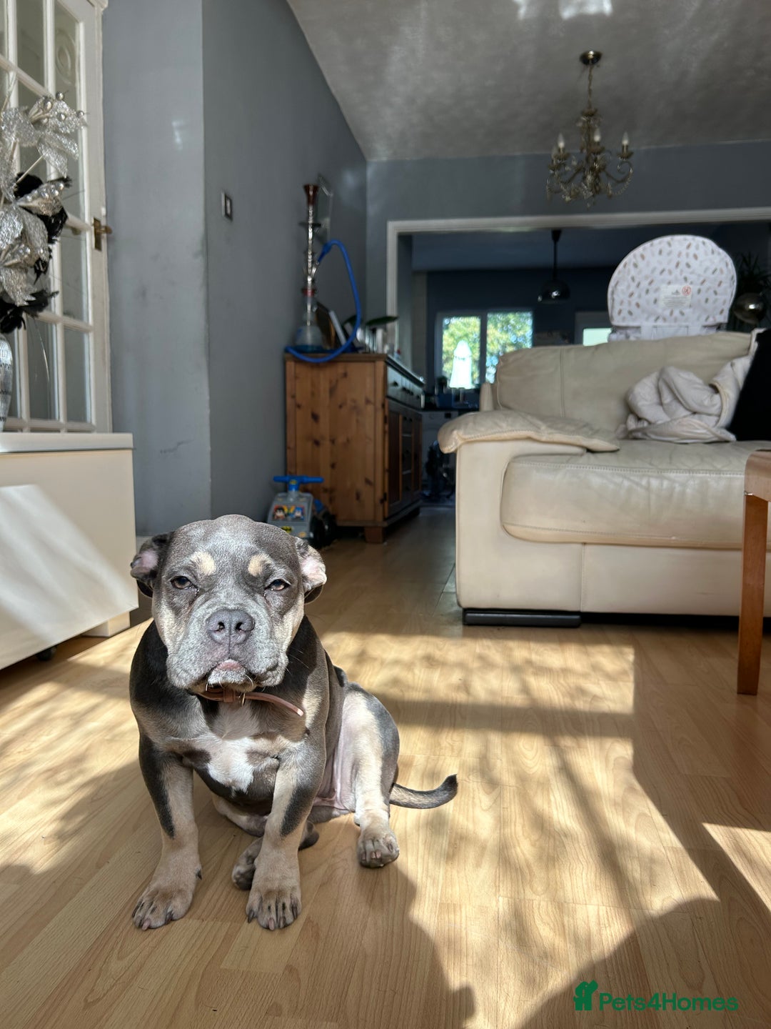 French Bulldog dogs for sale: Female lilac and tan French bulldog  - Image 1