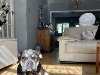 French Bulldog dogs - Advert 13