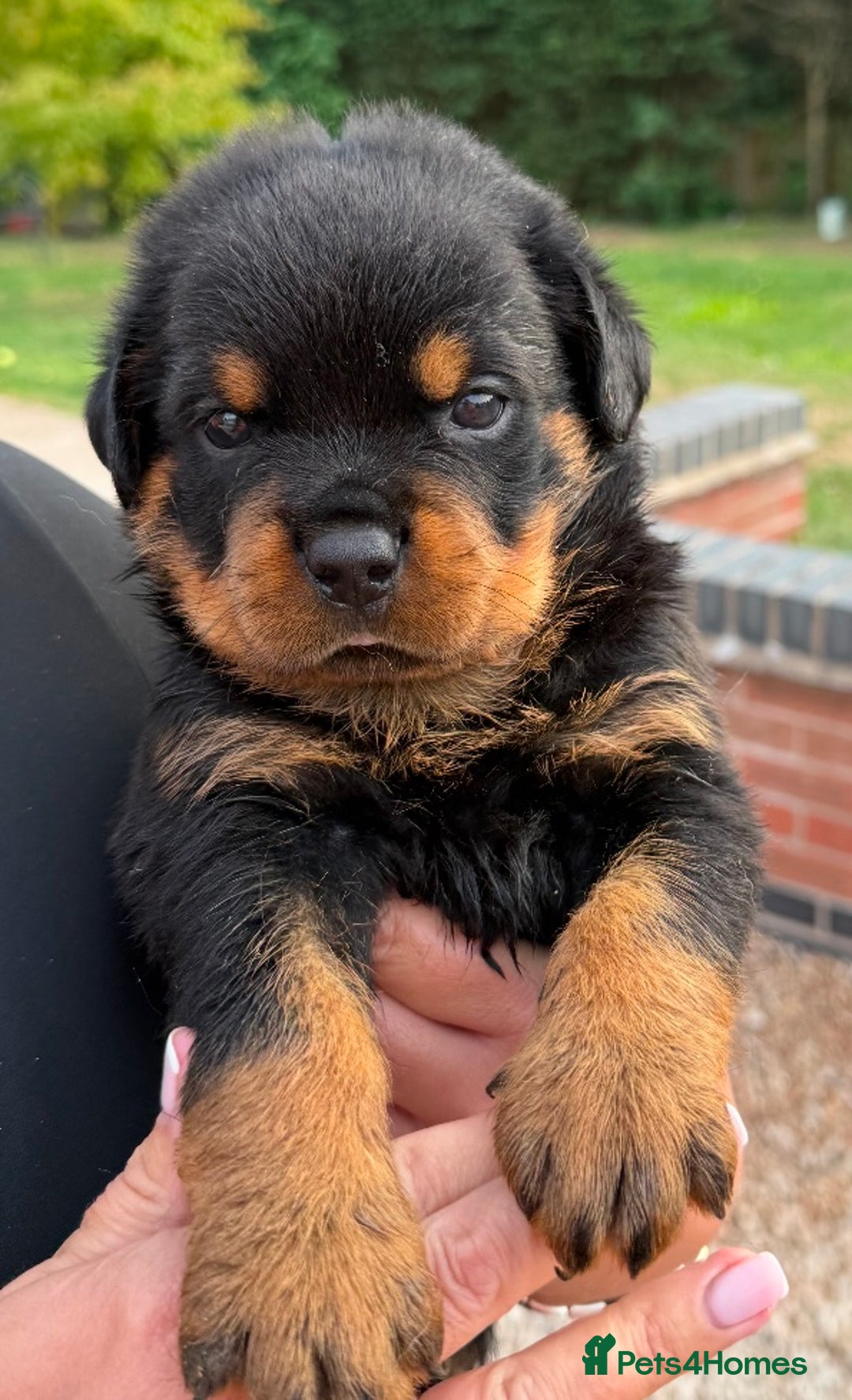 Rottweiler dogs for sale: 🦍🖤🤎KC REG 5 star breeders🤎🖤🦍 - Image 10