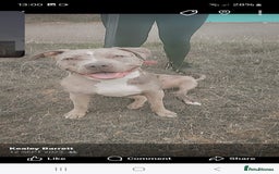 American Bulldog dogs for sale: American bulldog cross staff - Image 6