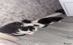 British Shorthair cats for sale: 6 beautiful black and white kittens - Image 9