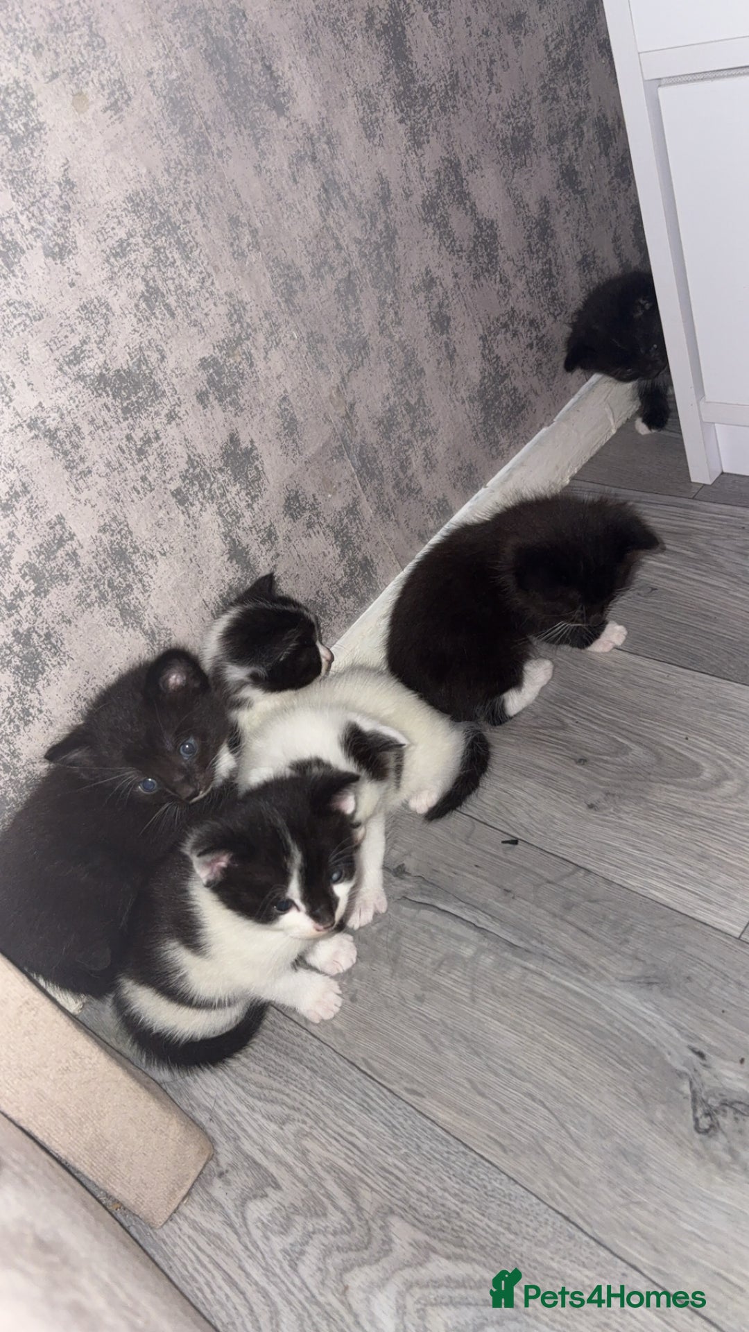 British Shorthair cats for sale: 6 beautiful black and white kittens - Image 9