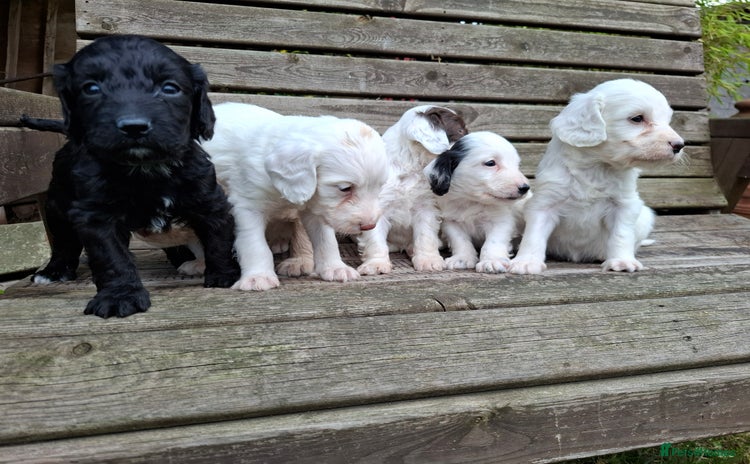 Cockapoo dogs - Advert 4
