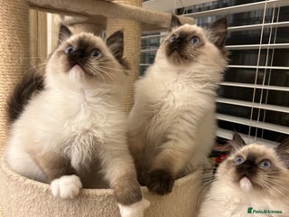 Ragdoll cats TICA registered champion line ragdoll kittens. - Advert 3