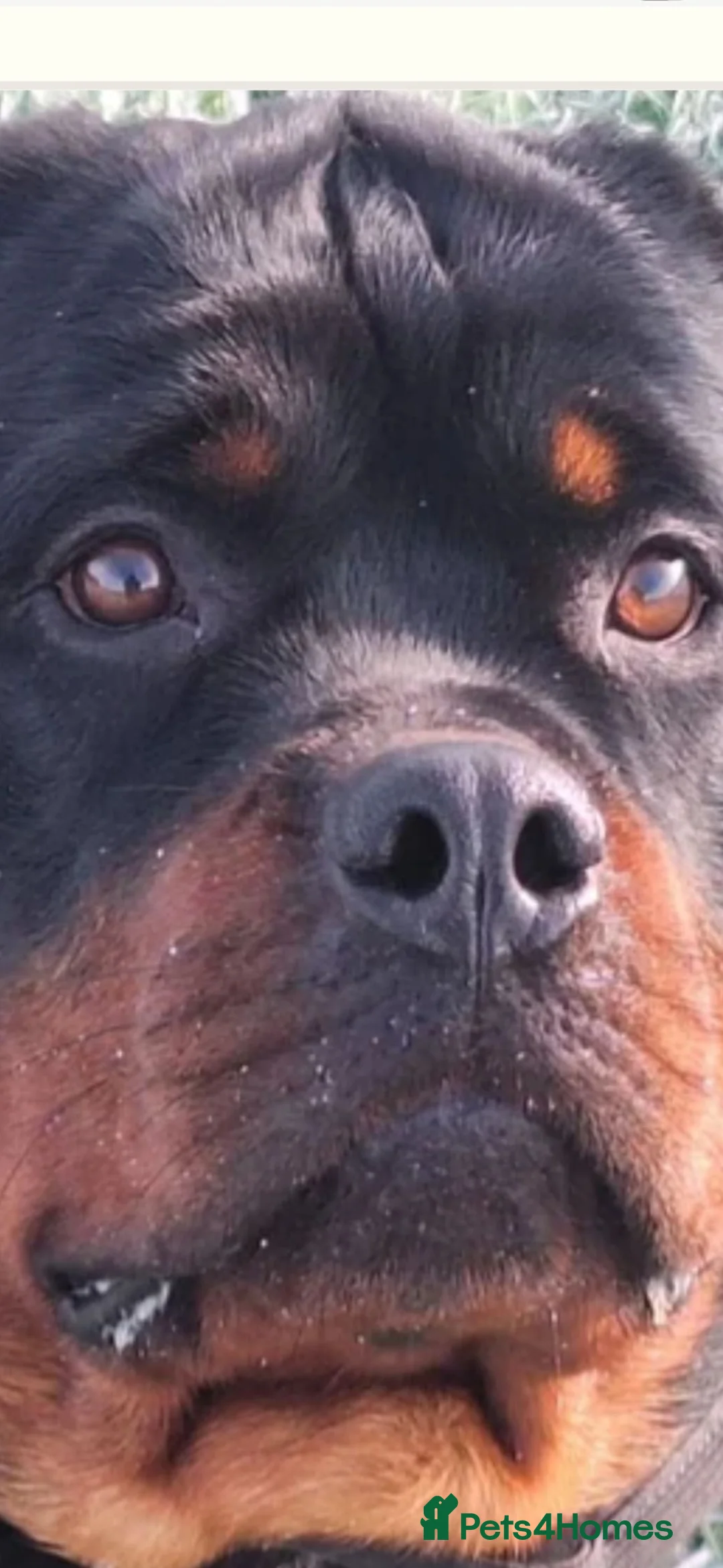 Rottweiler dogs for sale: Adorable 4 year old Rottweiller girl - Advert 1
