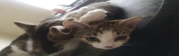 Mixed Breed cats for sale: 2 Beautiful kittens for sale - Advert 6