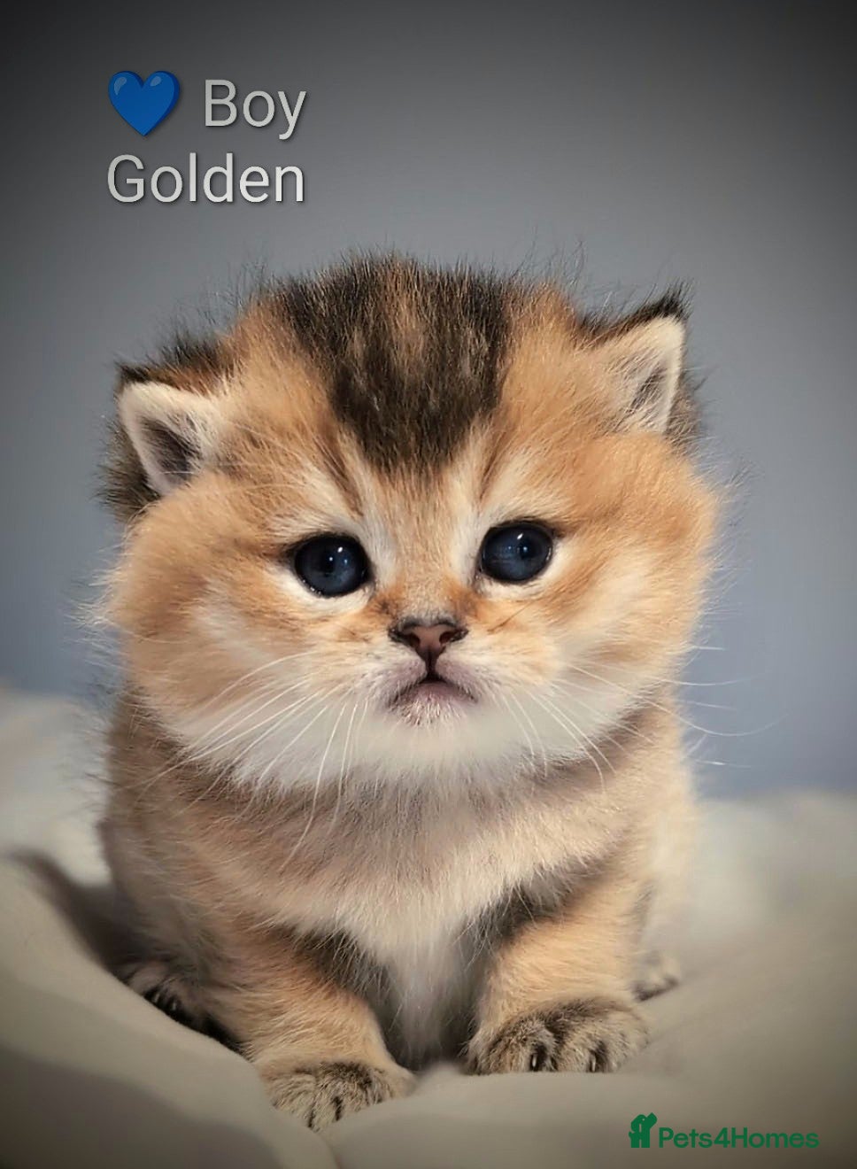 British Shorthair cats 🐾6 weeks old 🔴 LAST KITTEN 💙 BOY 🐾 GCCF & TICA - Advert 2