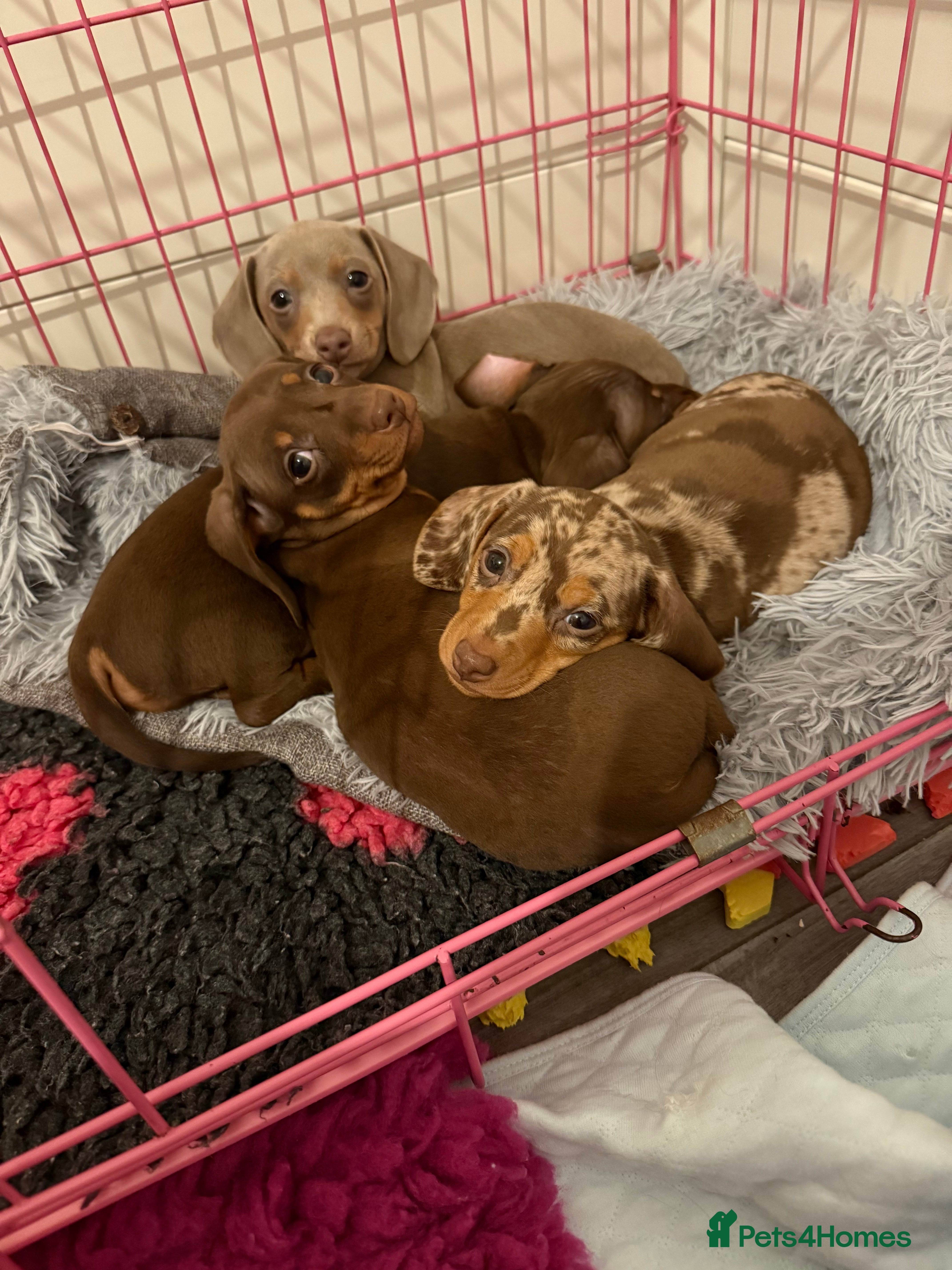 Miniature Dachshund dogs 🐾🌟KC Reg Miniature Dachshund Puppies🌟🐾 - Advert 18