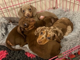Miniature Dachshund dogs 🐾🌟KC Reg Miniature Dachshund Puppies🌟🐾 - Advert 18