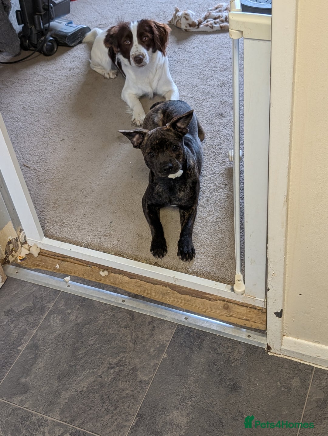 Mixed Breed dogs for sale: Beautiful 9month old looking for forever home in Brighton - Image 1
