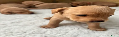 Labrador Retriever Puppy 6