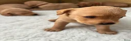 Labrador Retriever dogs for sale: Gorgeous Labrador puppies  - Advert 4