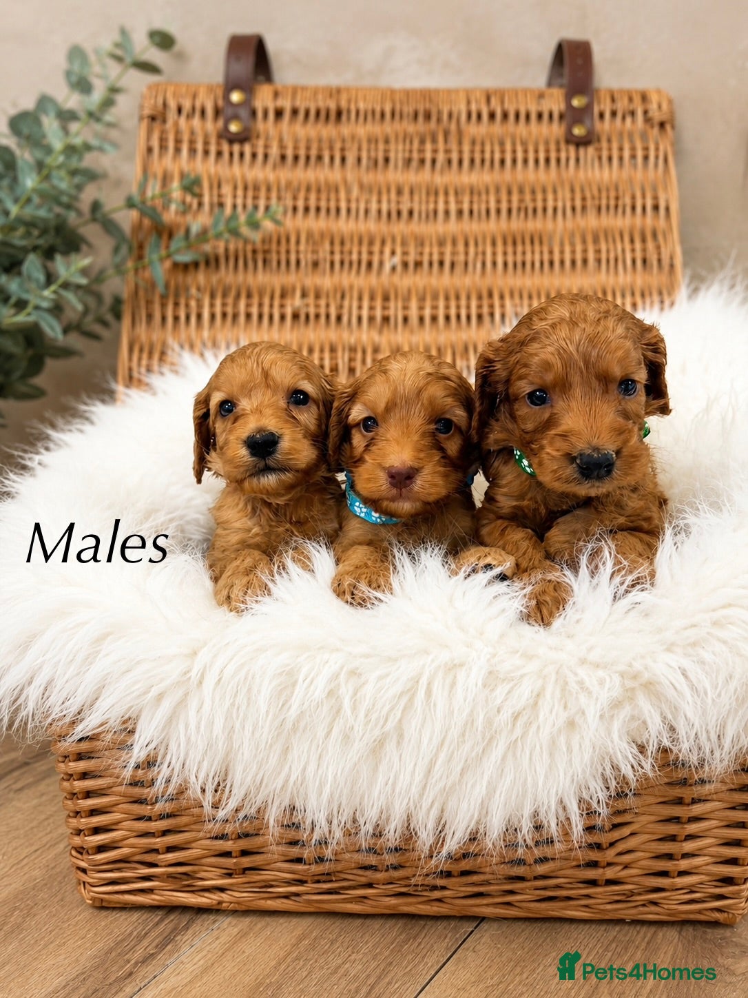 Cockapoo dogs 🐶✨Exceptional F1 Miniature Cockapoo ✨🐶 - Advert 1