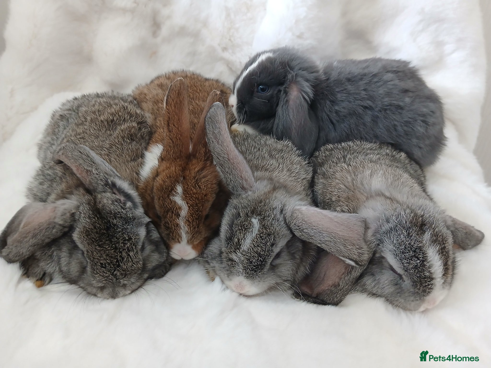 Mini Lop rabbits Baby Rabbits Mixed Litter Grey Brown Lop Eared - Advert 1