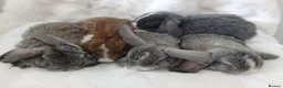 Mini Lop rabbits for sale: Baby Rabbits Mixed Litter Grey Brown Lop Eared - Advert 1