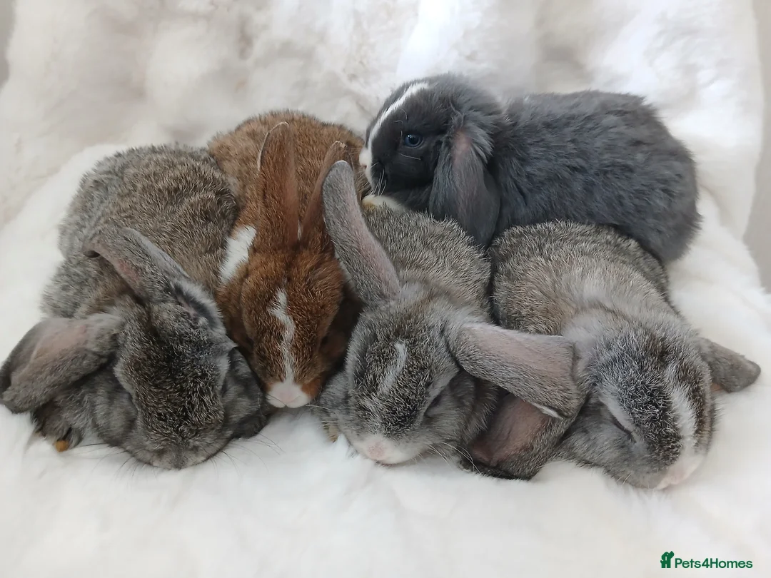 Mini Lop rabbits for sale: Baby Rabbits Mixed Litter Grey Brown Lop Eared - Advert 1