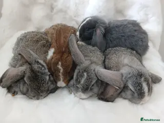 Mini Lop rabbits Baby Rabbits Mixed Litter Grey Brown Lop Eared - Advert 1