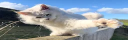 Maine Coon cats for sale: Beautiful chunky Maine Coon for sale  in Ballyclare - Advert 10
