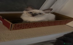 Ragdoll cats for sale: Lyla the Ragdoll - Image 3