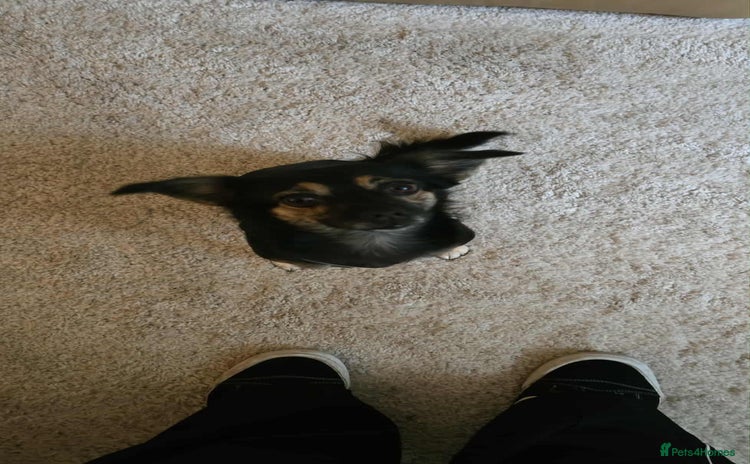 Mixed Breed dogs - Advert 2