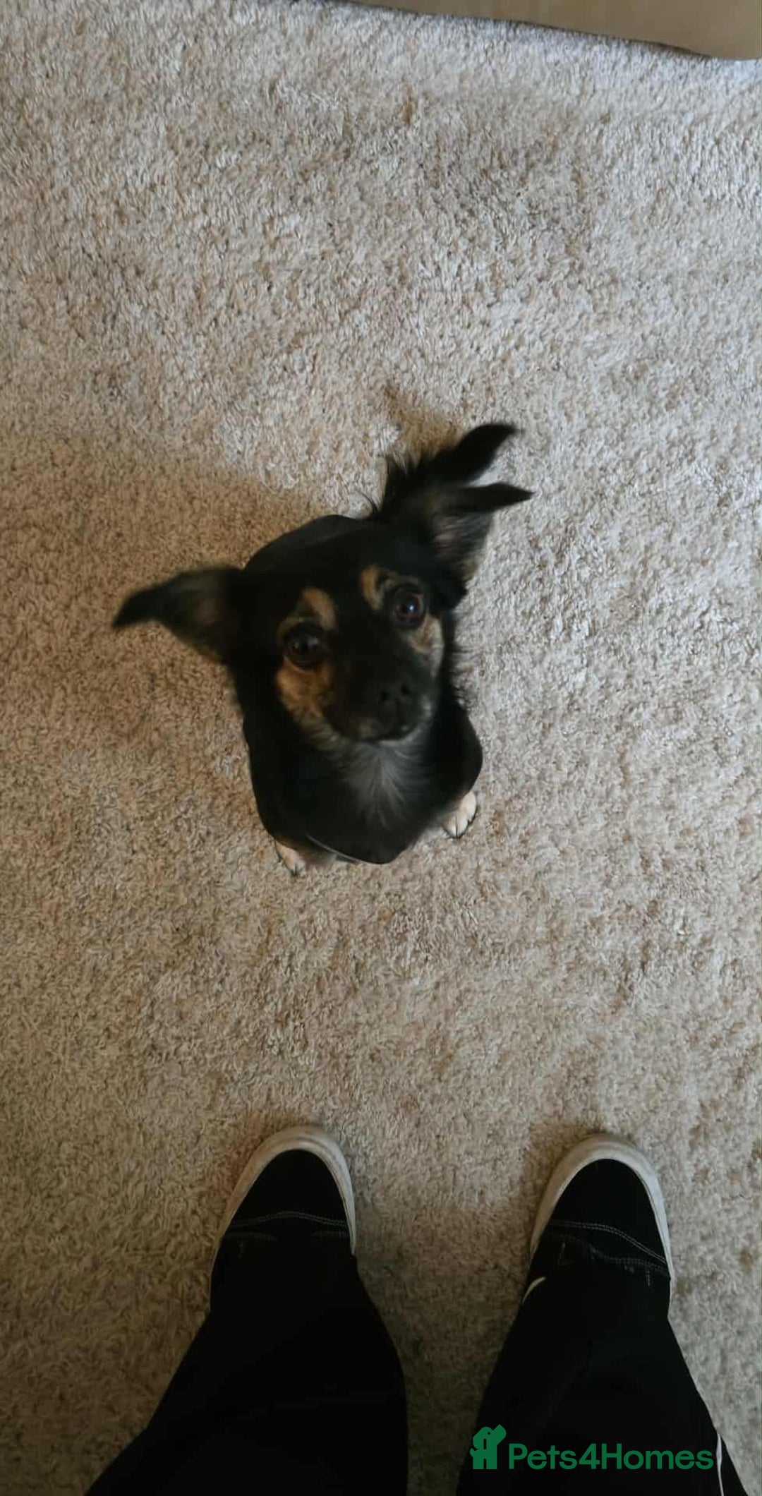 Mixed Breed dogs for sale: Small crossbreed chihuahua type female  - Image 1