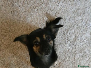 Mixed Breed dogs - Advert 18