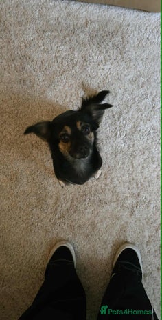 Mixed Breed dogs - Advert 2