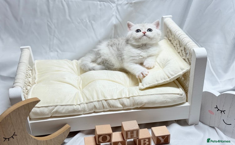 British Shorthair cats - Advert 11