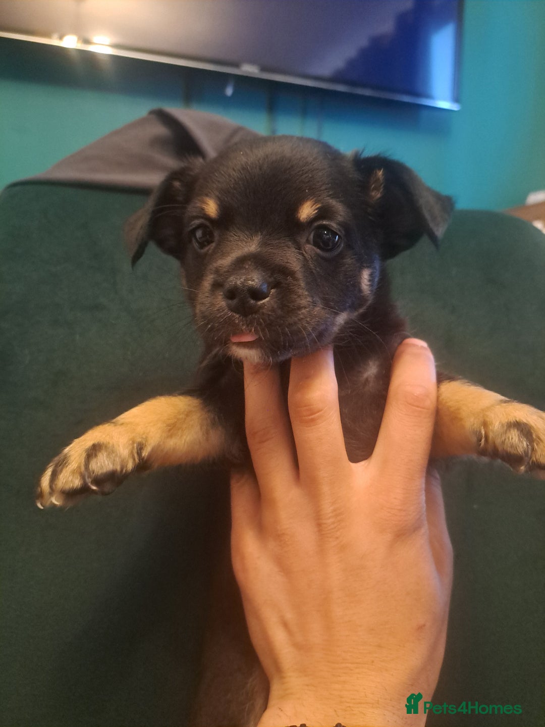 Mixed Breed dogs for sale: 🐾 Adorable Puppies Looking for a Loving Home 🐾   - Image 3