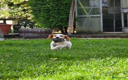 Sprocker dogs for sale: Hendrix the male sprocker available. - Image 8