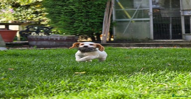 Sprocker dogs - Advert 12