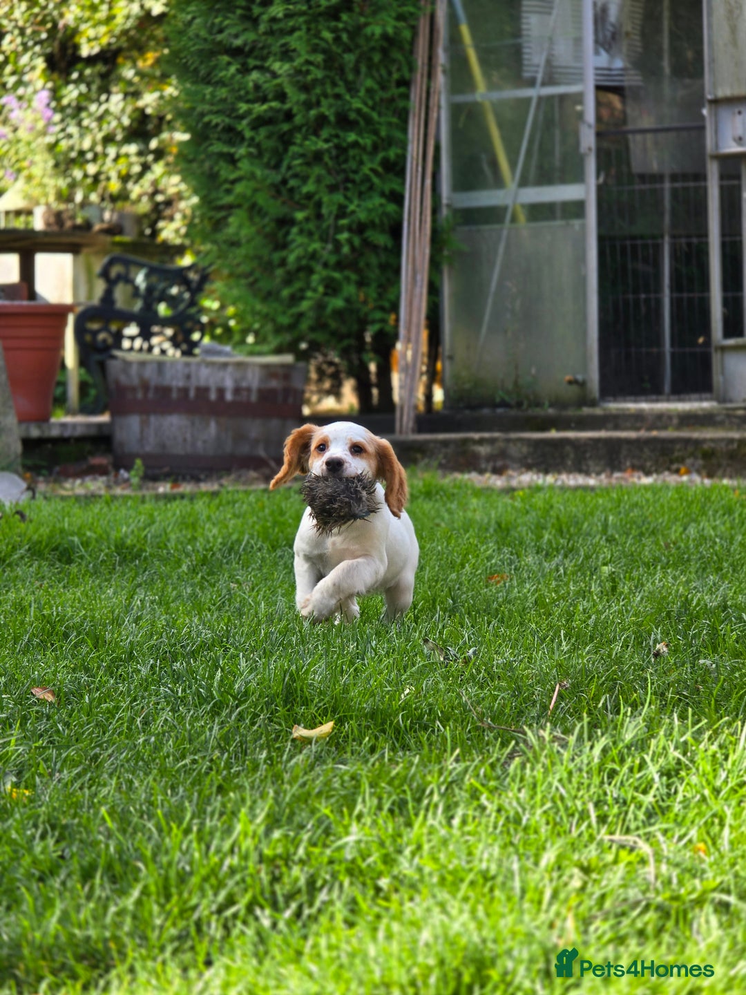 Sprocker dogs for sale: Hendrix the male sprocker available. - Image 8