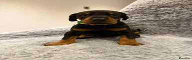 Green collar boy 