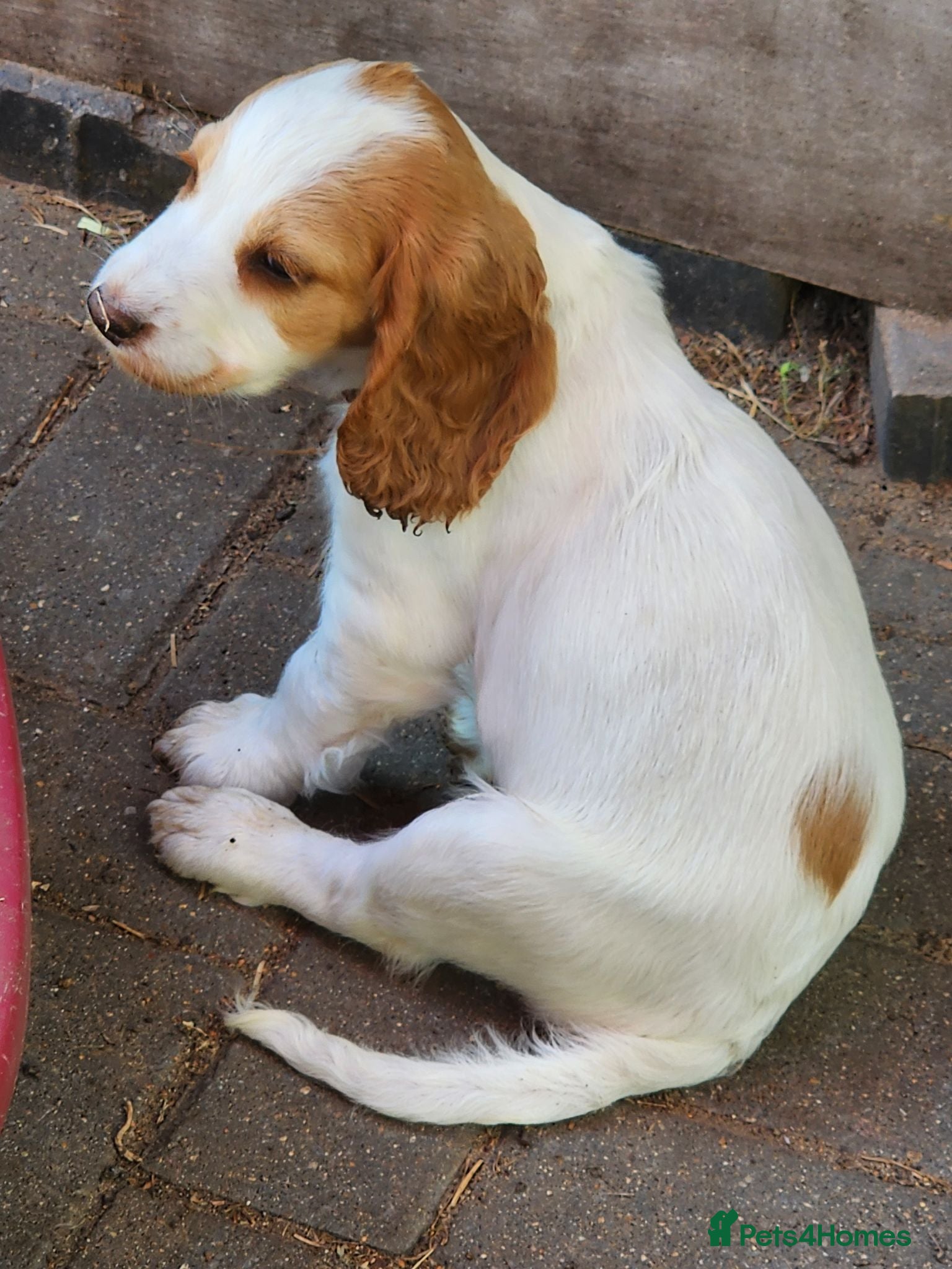 Sprocker dogs Sprocker Spaniels from Registered Breeder  - Advert 2