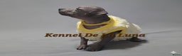 Mexican Hairless dogs for sale: Kc registered Xoloitzcuintle miniature puppies  - Advert 1